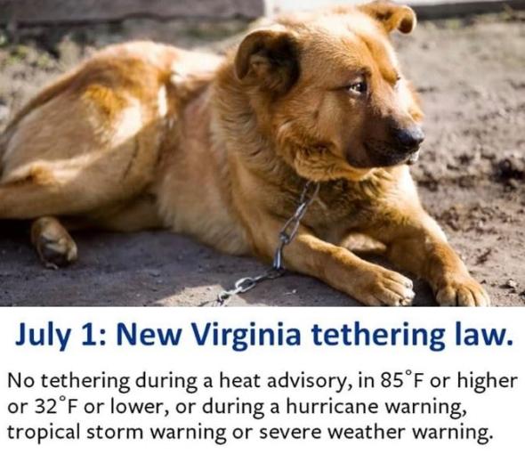 Dog Tethering Law